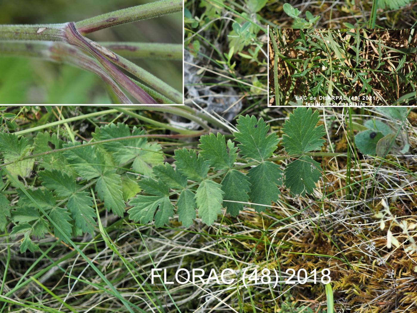 Burnet Saxifrage leaf